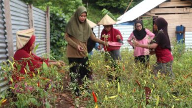 Muliani Sengan (Ketua Kelompok Fakatoto). Sumber foto: Humas Kemendesa