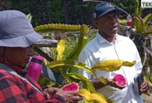 Petani Buah Naga. Sumber foto: Humas Kemendesa