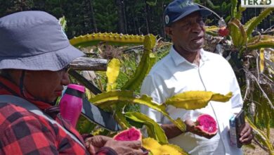 Petani Buah Naga. Sumber foto: Humas Kemendesa