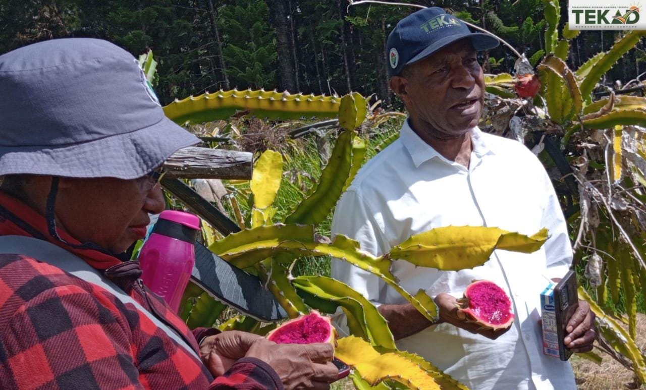 Petani Buah Naga. Sumber foto: Humas Kemendesa