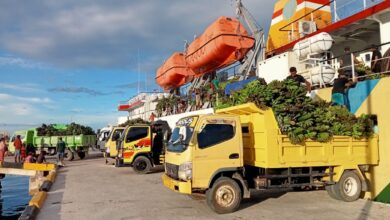 Komoditas pisang, sumber foto: Istimewa