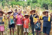 Petani memanen jagung, Sumber Foto: Istimewa