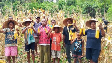 Petani memanen jagung, Sumber Foto: Istimewa