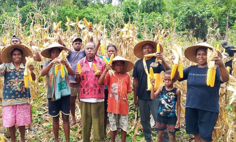 Petani memanen jagung, Sumber Foto: Istimewa