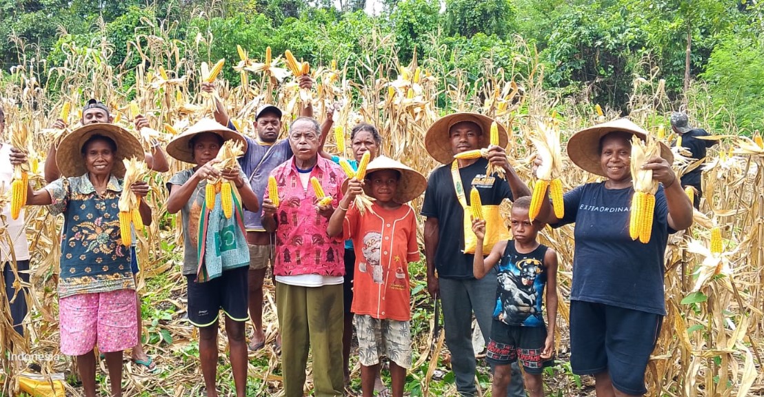 Petani memanen jagung, Sumber Foto: Istimewa