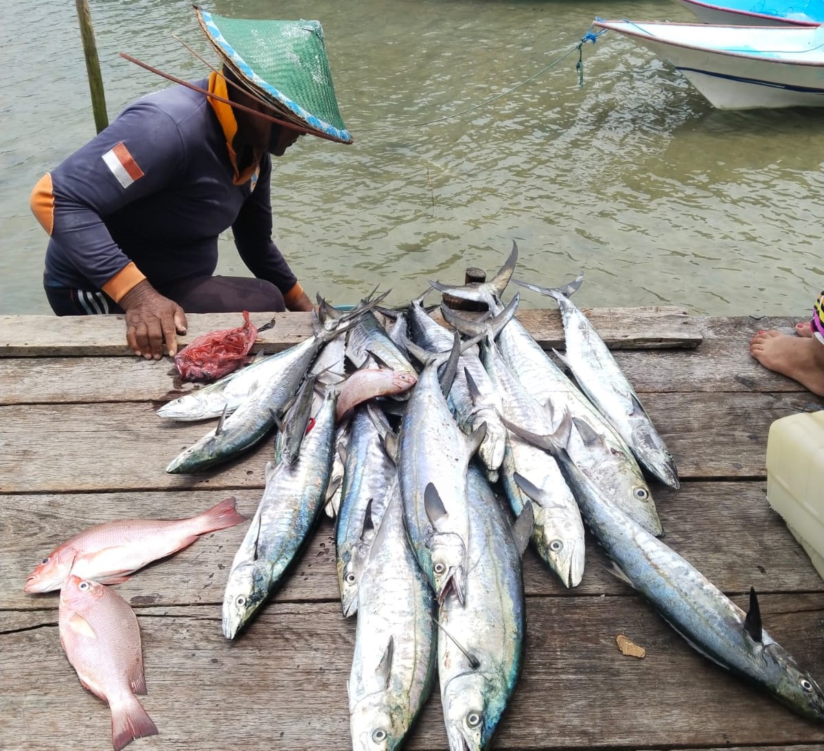 Kakap Putih, Abon, Papua Barat, Omzet, Pengolahan Ikan