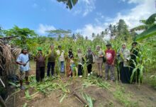 KPB Totari Laha berhasil panen perdana jagung dua tongkol. Sumber foto: Dok. TEKAD.