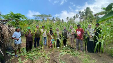 KPB Totari Laha berhasil panen perdana jagung dua tongkol. Sumber foto: Dok. TEKAD.