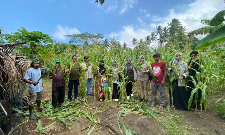 KPB Totari Laha berhasil panen perdana jagung dua tongkol. Sumber foto: Dok. TEKAD.