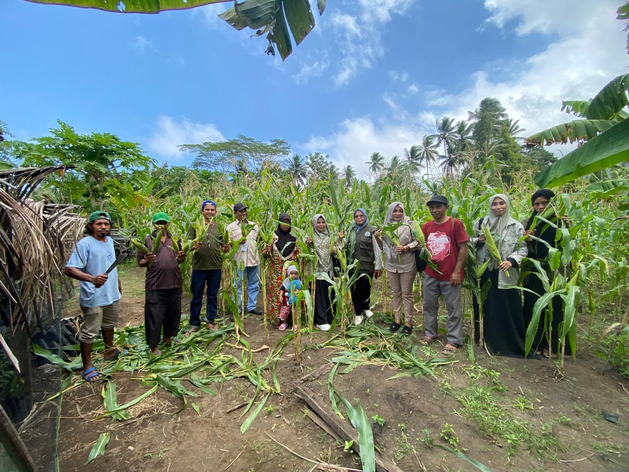 KPB Totari Laha berhasil panen perdana jagung dua tongkol. Sumber foto: Dok. TEKAD.